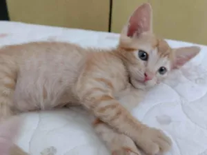 Gato raça SRD-ViraLata idade 2 a 6 meses nome 1 filhote de gato (fêmea)