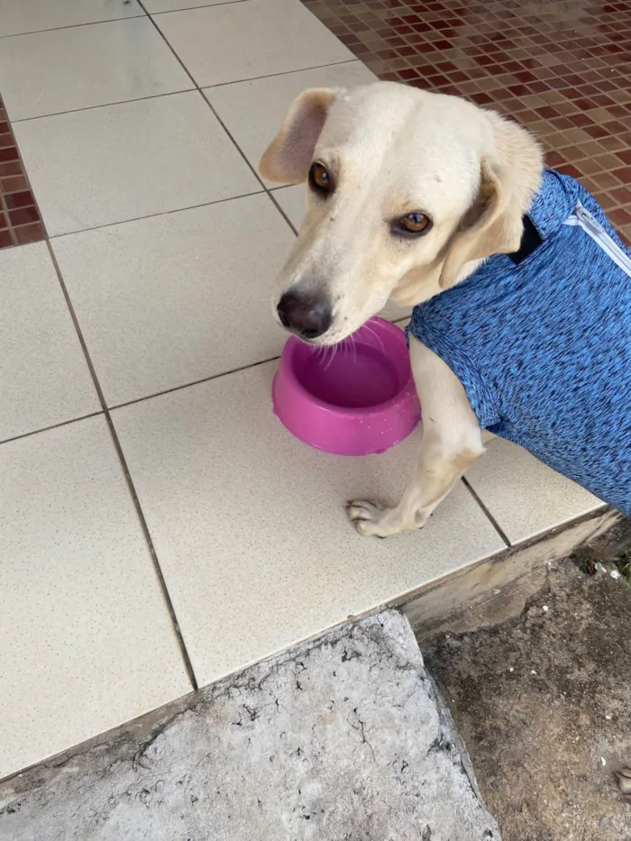 Cachorro ra a SRD idade 2 anos nome Fubazinho 