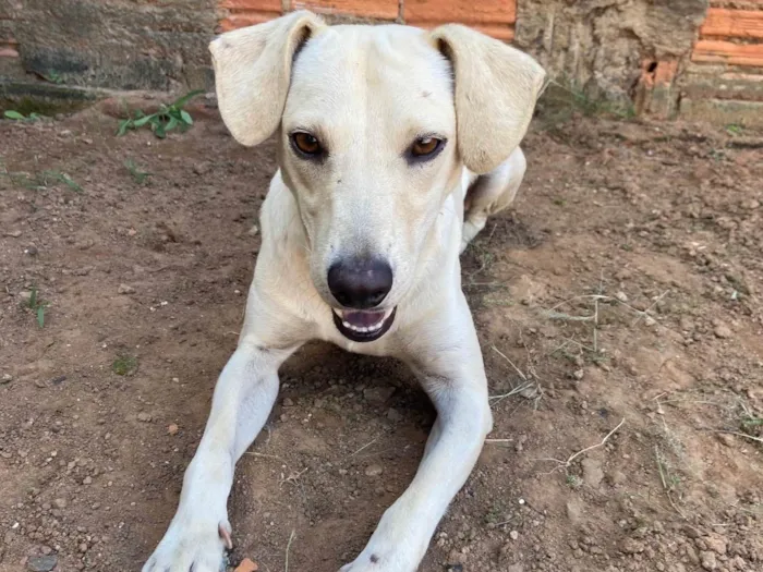 Cachorro ra a SRD idade 2 anos nome Fubazinho 