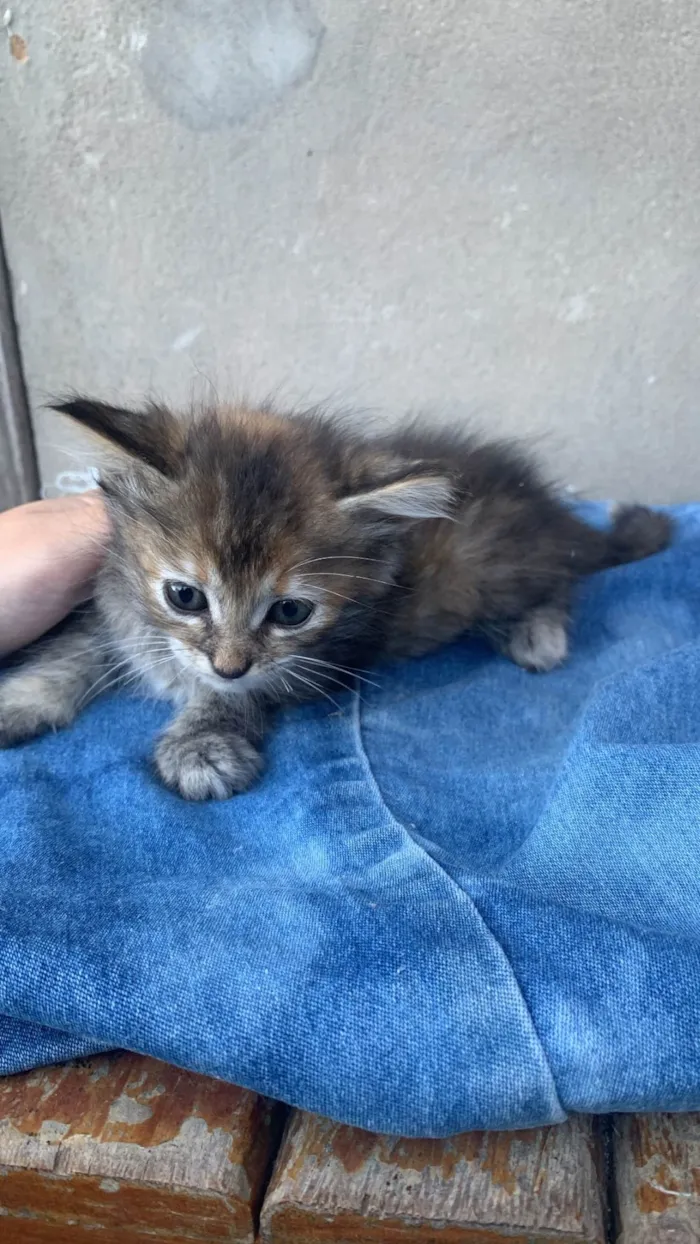 Gato ra a SRD-ViraLata idade 2 a 6 meses nome Sem nome