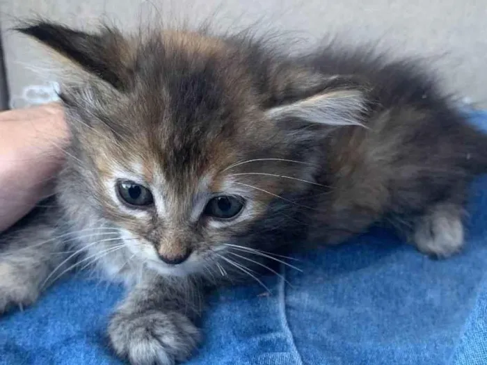Gato ra a SRD-ViraLata idade 2 a 6 meses nome Sem nome