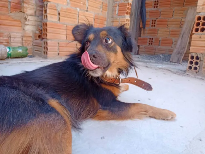 Cachorro ra a SRD-ViraLata idade 1 ano nome Jhon 