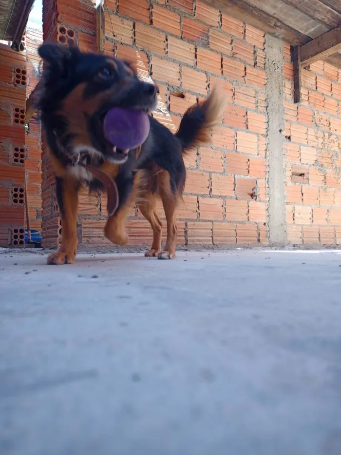 Cachorro ra a SRD-ViraLata idade 1 ano nome Jhon 