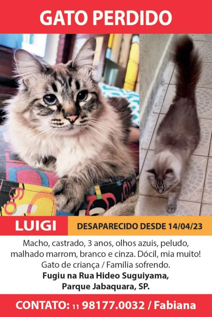 Gato ra a Agora  idade 3 anos nome GRATIFICA - 500,00