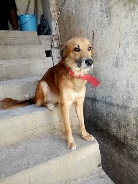 Cachorro ra a SRD-ViraLata idade 6 ou mais anos nome Apolo