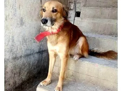 Cachorro ra a SRD-ViraLata idade 6 ou mais anos nome Apolo