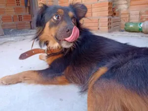 Cachorro raça SRD-ViraLata idade 1 ano nome Jhon 