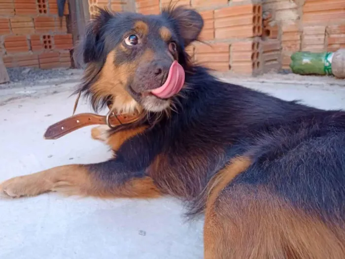 Cachorro ra a SRD-ViraLata idade 1 ano nome Jhon 