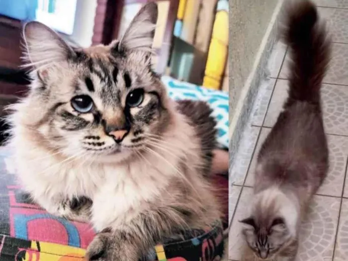 Gato ra a Agora  idade 3 anos nome GRATIFICA - 500,00