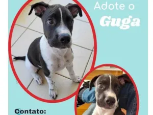 Cachorro raça SRD idade 2 a 6 meses nome Guga