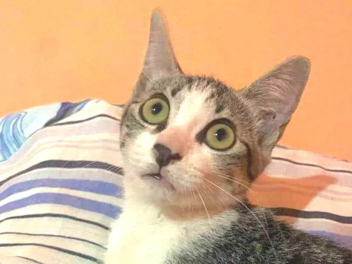 Gato raça SRD-ViraLata idade 2 a 6 meses nome Melina