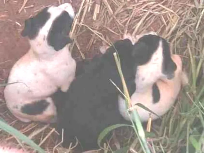 Cachorro ra a SRD-ViraLata idade Abaixo de 2 meses nome Não tem 