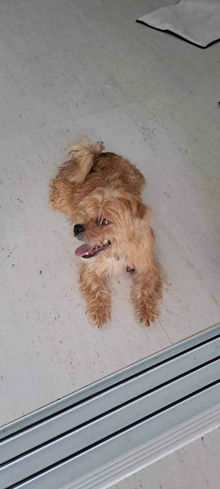 Cachorro raça Ilhasa idade 7 a 11 meses nome Lara