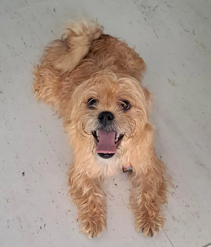 Cachorro raça Ilhasa idade 7 a 11 meses nome Lara