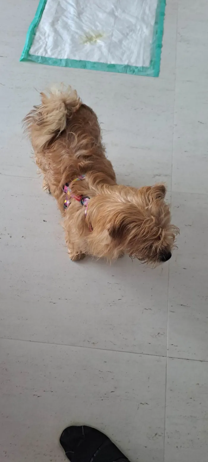 Cachorro raça Ilhasa idade 7 a 11 meses nome Lara