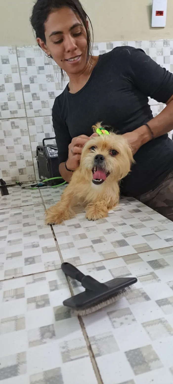 Cachorro raça Ilhasa idade 7 a 11 meses nome Lara