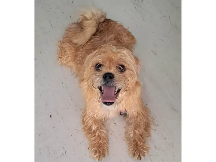 Cachorro raça Ilhasa idade 7 a 11 meses nome Lara