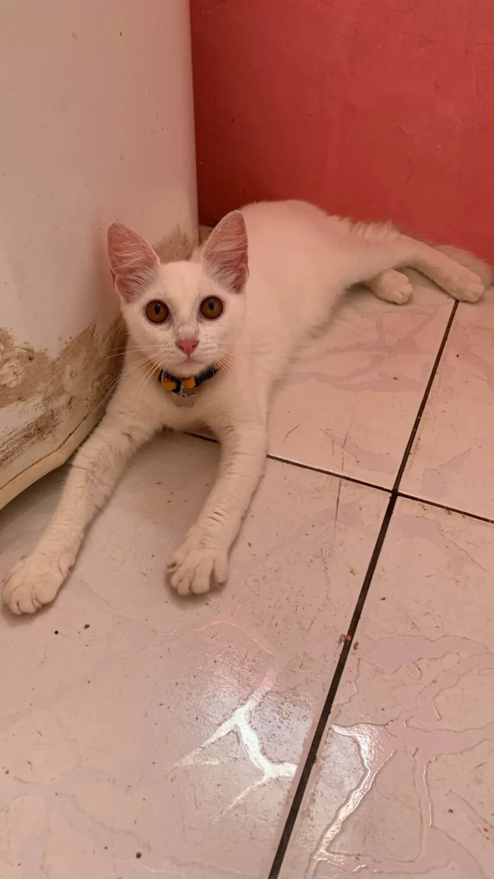 Gato ra a Sem raca definida idade 2 a 6 meses nome Sem nomes