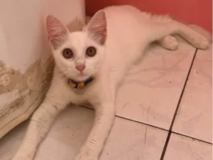 Gato raça Sem raca definida idade 2 a 6 meses nome Sem nomes