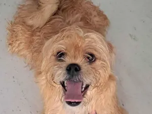 Cachorro raça Ilhasa idade 7 a 11 meses nome Lara