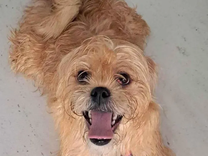 Cachorro raça Ilhasa idade 7 a 11 meses nome Lara