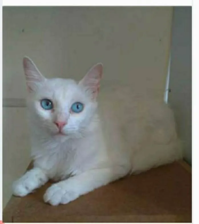Gato ra a srd idade 2 a 6 meses nome MAITÊ 