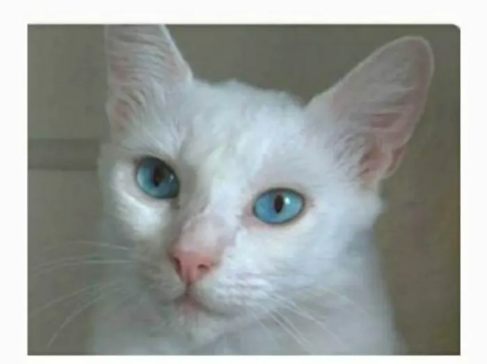 Gato ra a srd idade 2 a 6 meses nome MAITÊ 