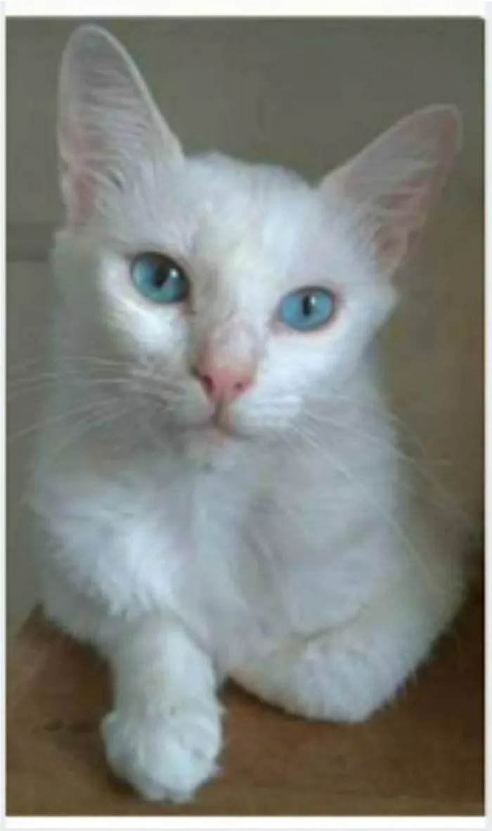 Gato ra a srd idade 2 a 6 meses nome MAITÊ 