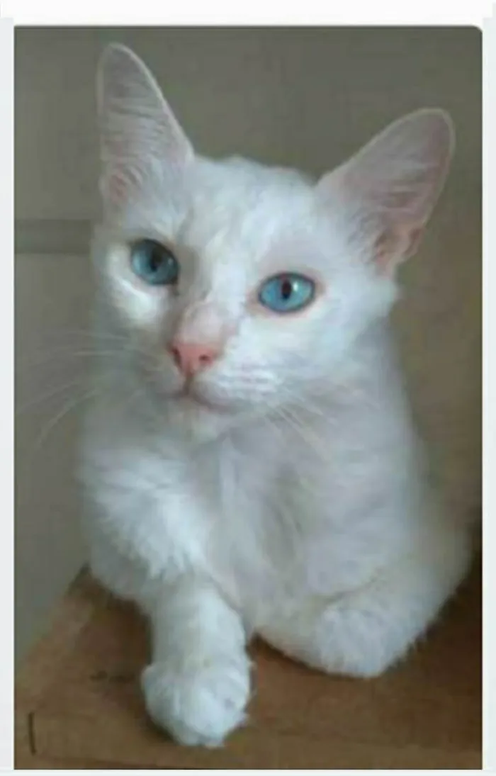 Gato ra a srd idade 2 a 6 meses nome MAITÊ 