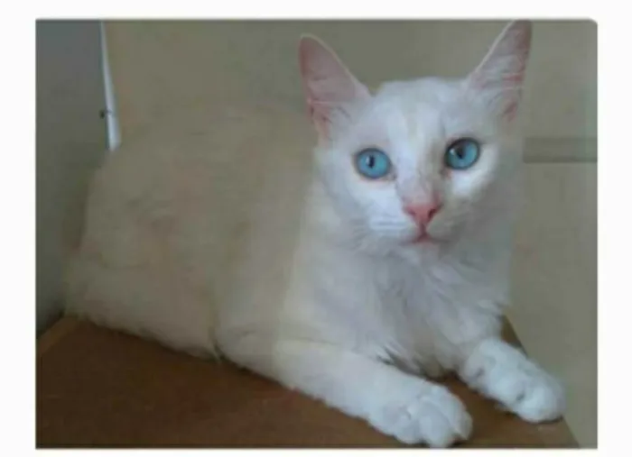 Gato ra a srd idade 2 a 6 meses nome MAITÊ 