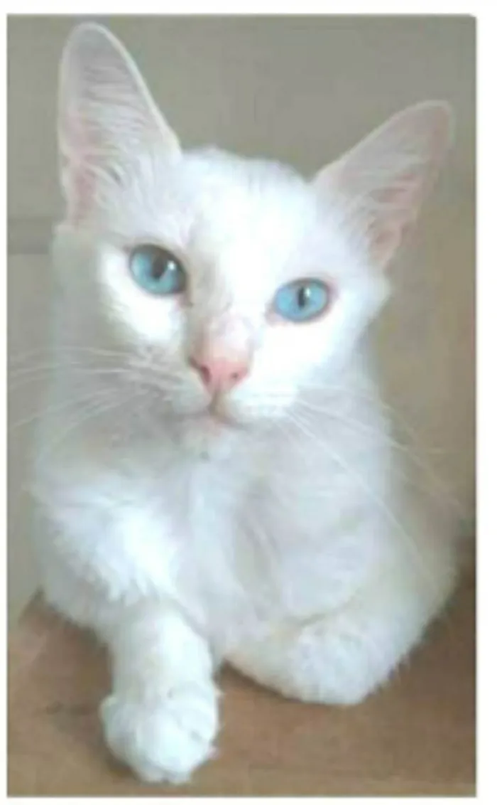 Gato ra a srd idade 2 a 6 meses nome MAITÊ 