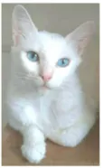 MAITÊ