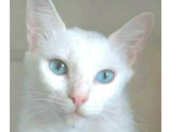 Gato ra a srd idade 2 a 6 meses nome MAITÊ 