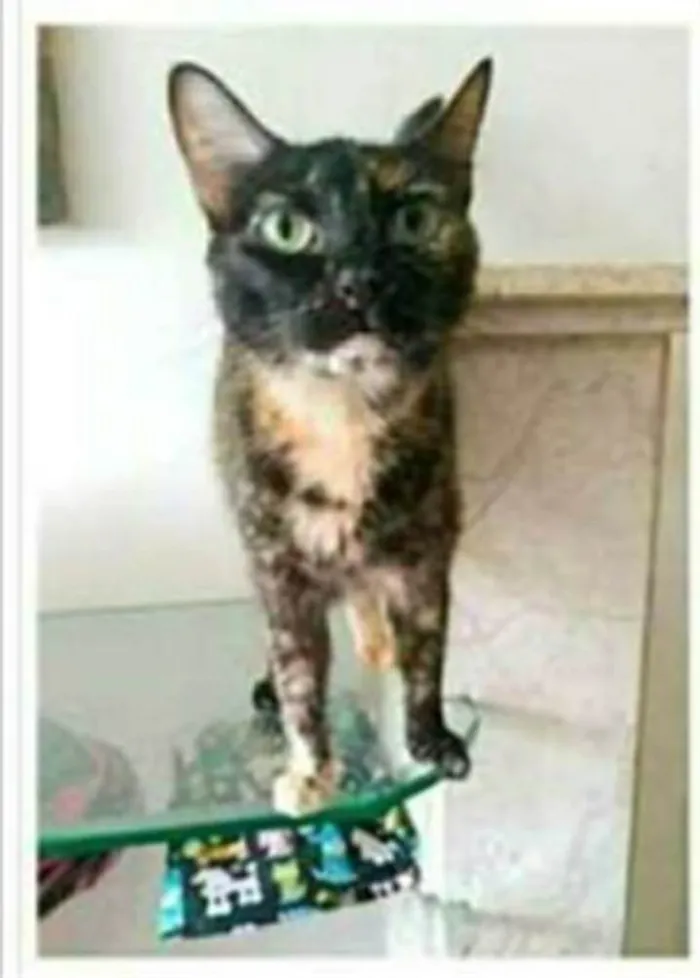 Gato ra a srd escaminha  idade 3 anos nome MEG