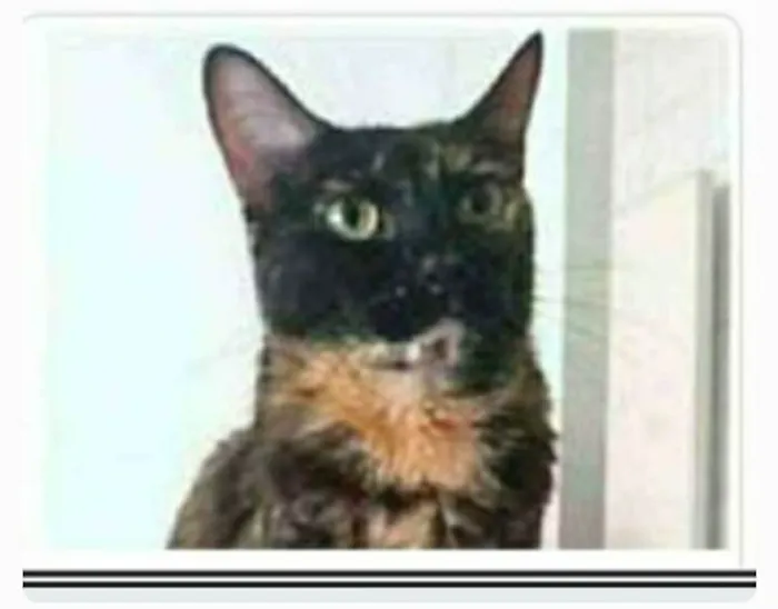Gato ra a srd escaminha  idade 3 anos nome MEG
