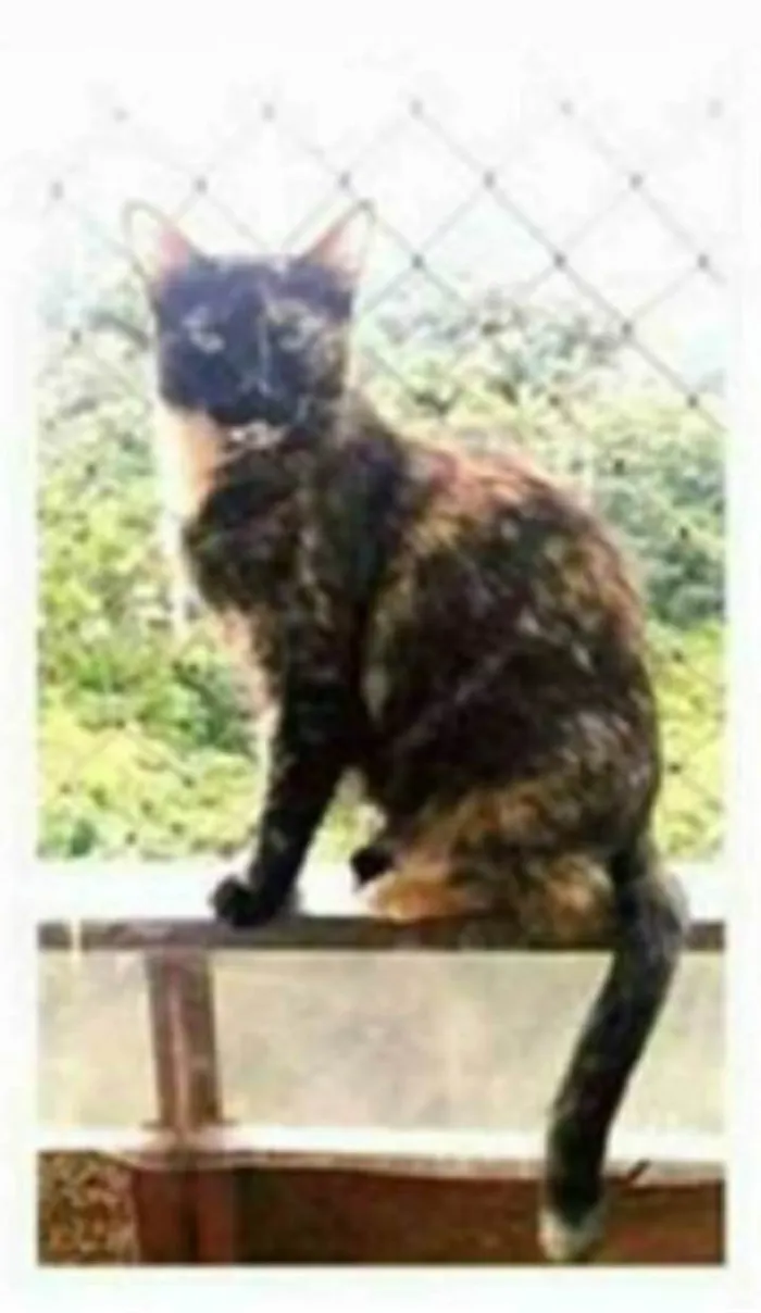 Gato ra a srd escaminha  idade 3 anos nome MEG