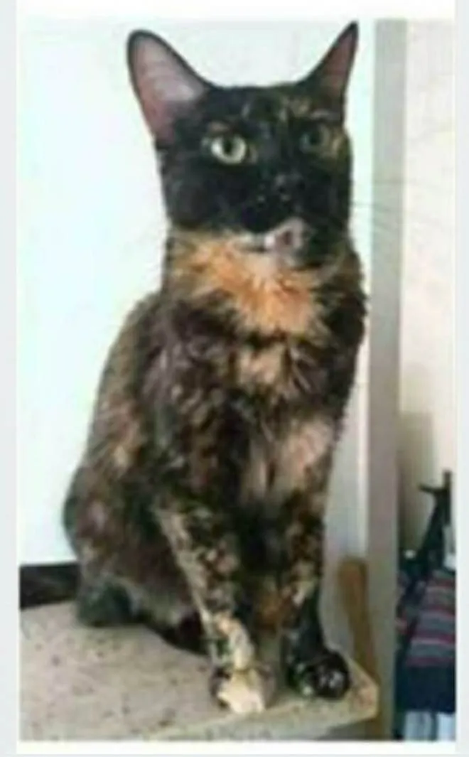 Gato ra a srd escaminha  idade 3 anos nome MEG