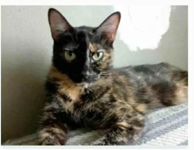 Gato ra a srd escaminha  idade 3 anos nome MEG