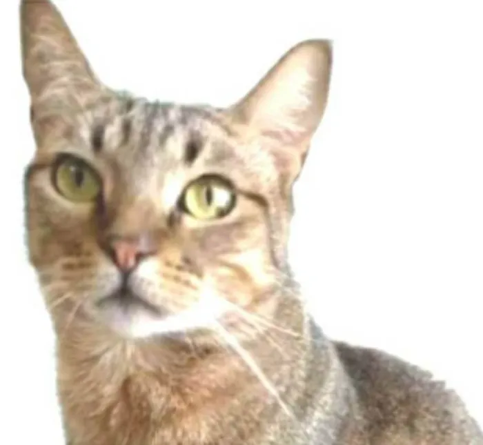 Gato ra a srd tigradinha  idade 2 anos nome NALA