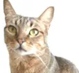 NALA