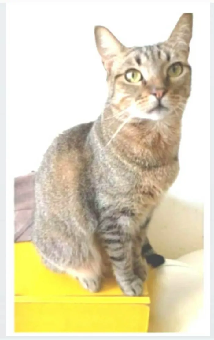 Gato ra a srd tigradinha  idade 2 anos nome NALA