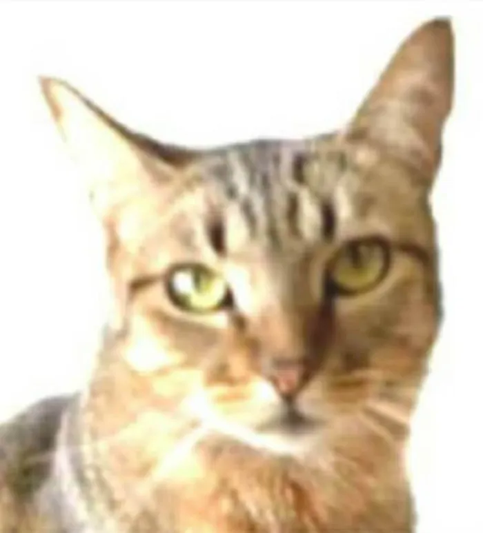 Gato ra a srd tigradinha  idade 2 anos nome NALA