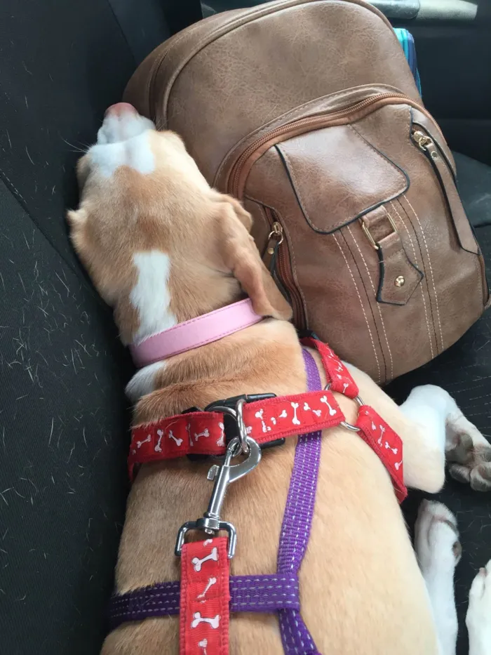 Cachorro ra a Beagle idade 4 anos nome Baguela