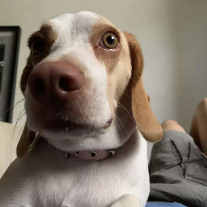 Cachorro ra a Beagle idade 4 anos nome Baguela