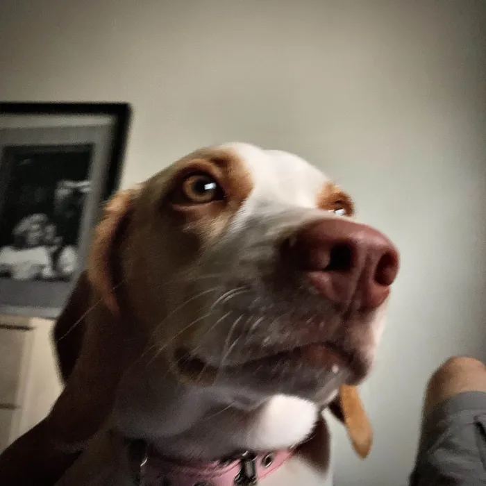 Cachorro ra a Beagle idade 4 anos nome Baguela