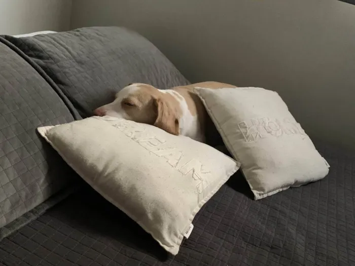 Cachorro ra a Beagle idade 4 anos nome Baguela