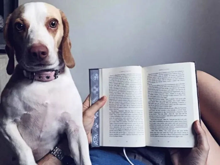 Cachorro ra a Beagle idade 4 anos nome Baguela