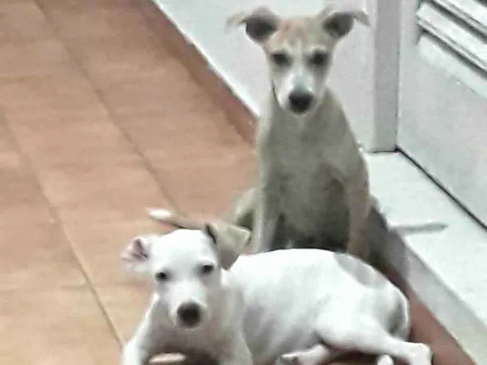 Cachorro ra a SRD-ViraLata idade 2 a 6 meses nome TONICO e TINOCO