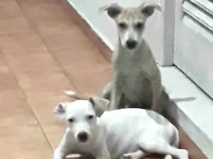 Cachorro raça SRD-ViraLata idade 2 a 6 meses nome TONICO e TINOCO