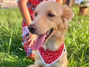 Cachorro raça SRD-ViraLata idade  nome Spike